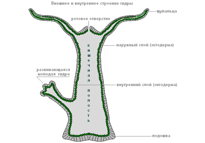 Кракен купить мефедрон